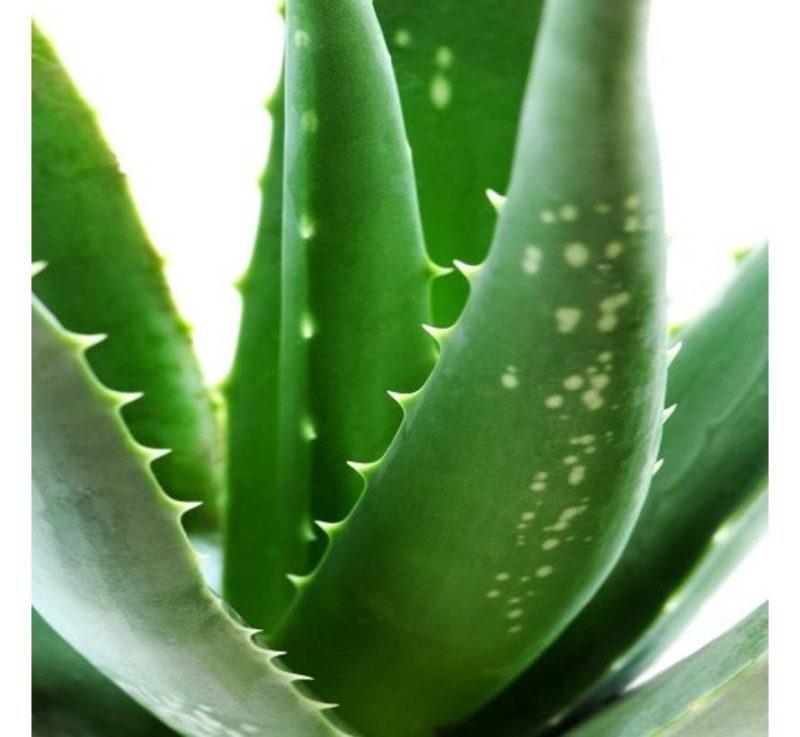 Holiday Aloe Vera after Wax lotion - Afbeelding 2